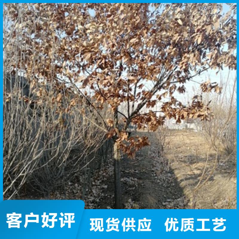 板栗苗藍莓苗質(zhì)量可靠