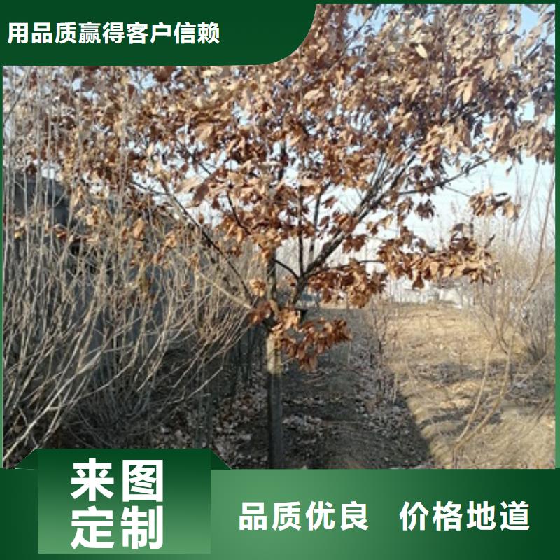 板栗苗48小時發貨