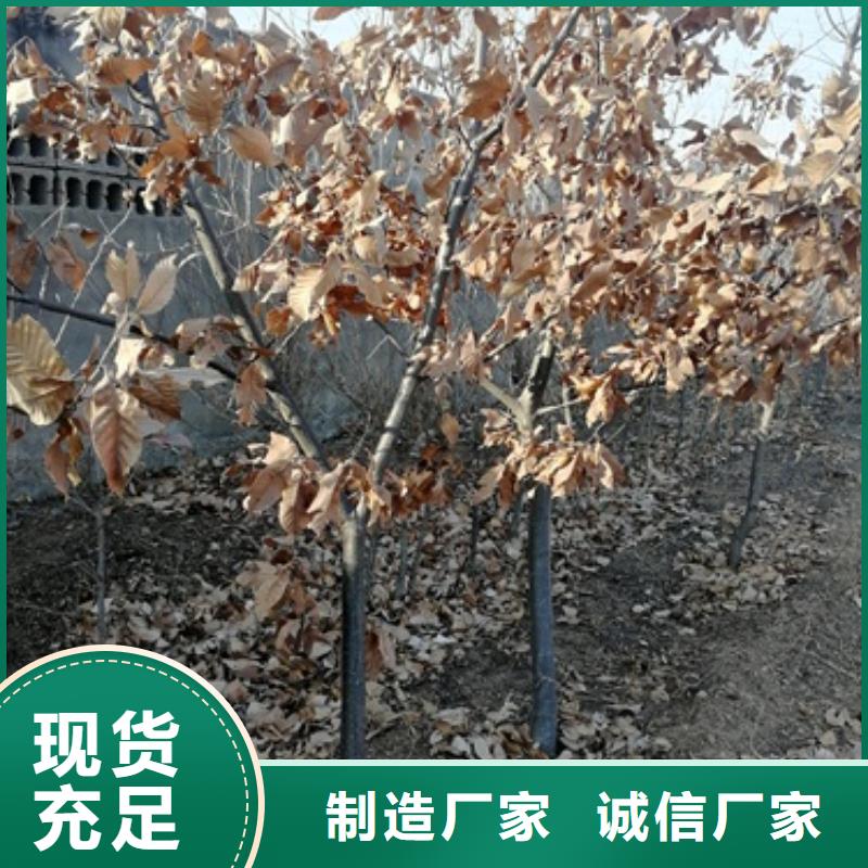 板栗苗花椒苗優良材質
