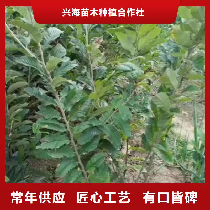 板栗苗桃樹苗專注質量