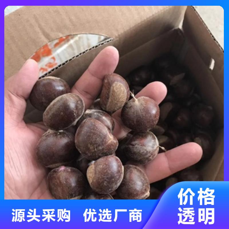 板栗苗-花椒苗現貨交易