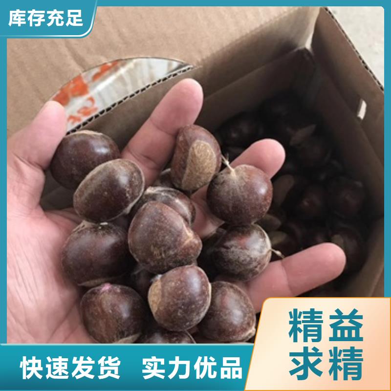 板栗苗藍莓苗質(zhì)量可靠