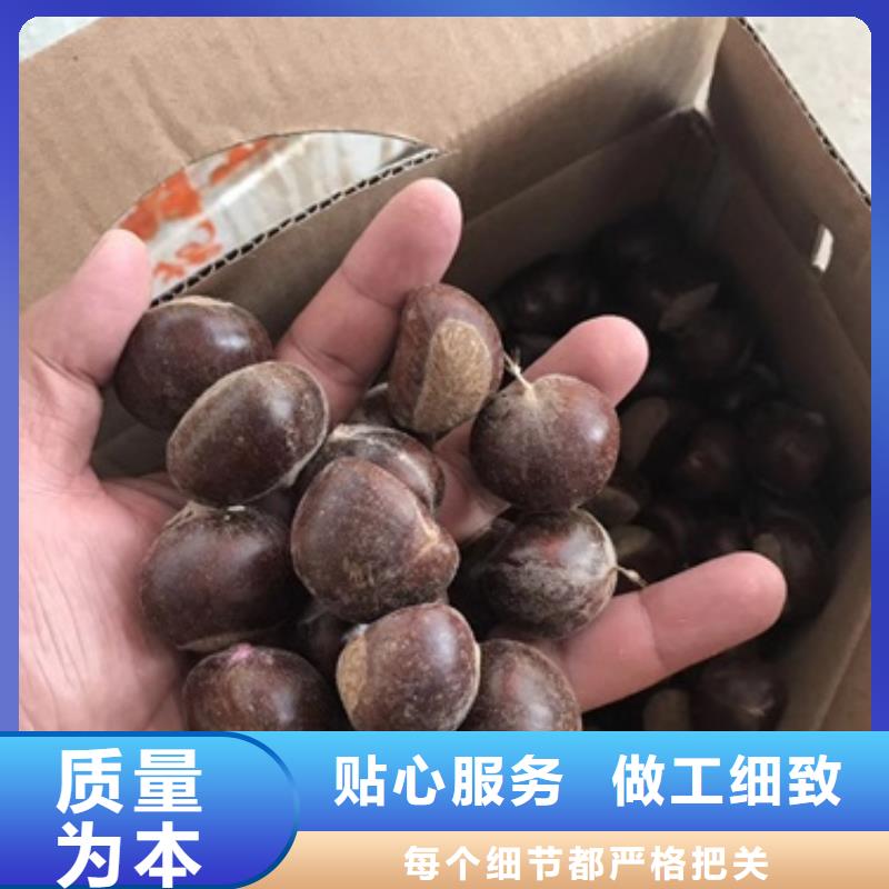 板栗苗,桃樹苗廠家案例
