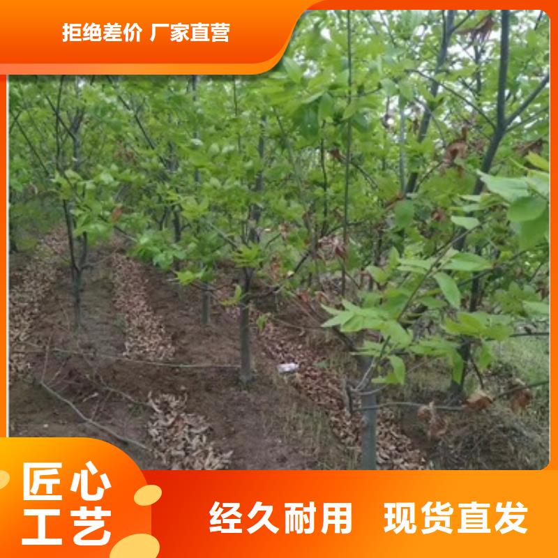 板栗苗48小時發貨