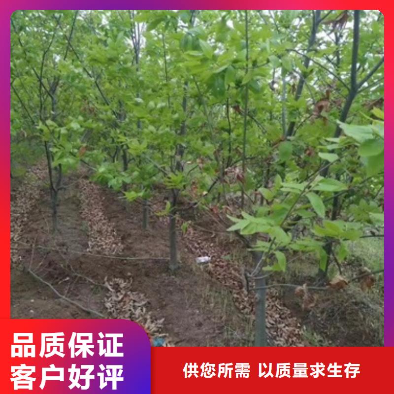 板栗苗-花椒苗現貨交易