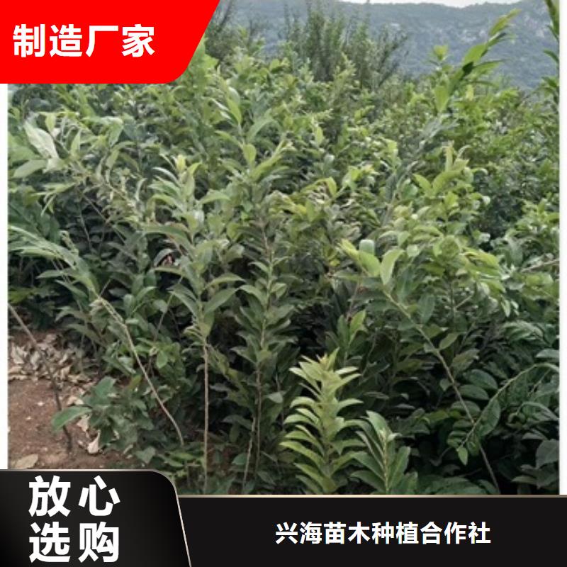 板栗苗花椒苗優良材質