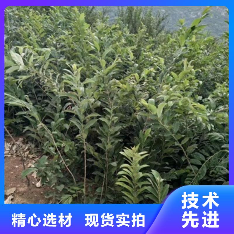 板栗苗-花椒苗現貨交易