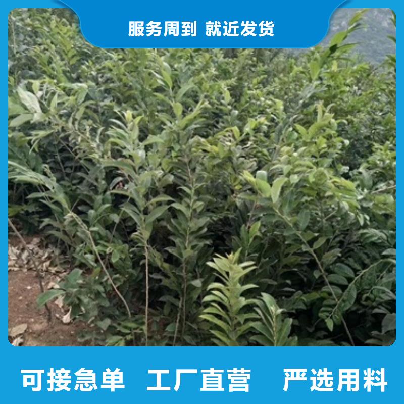 板栗苗藍莓苗質量可靠