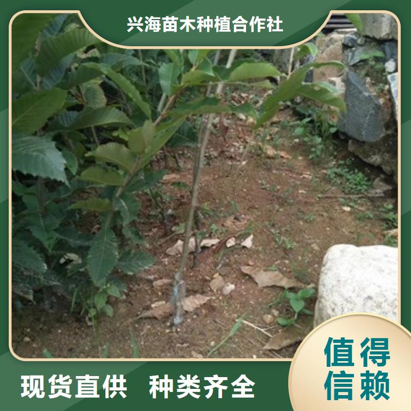 板栗苗48小時發貨