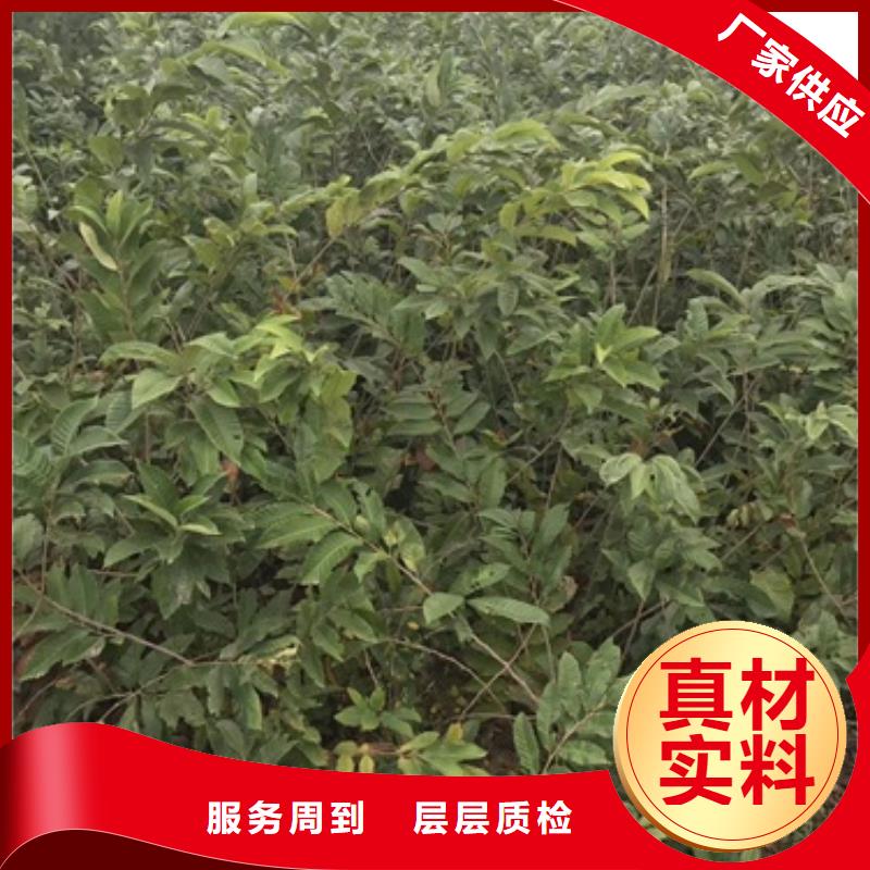 板栗苗-花椒苗現貨交易