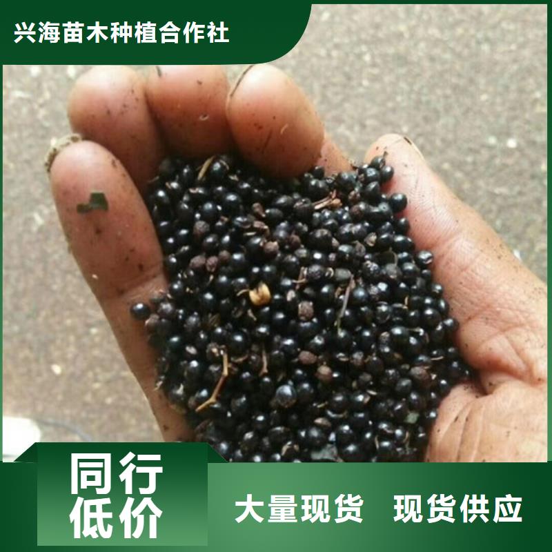 花椒苗李子苗廠家直銷供貨穩定