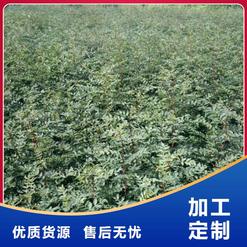 花椒苗梨樹苗熱銷產(chǎn)品
