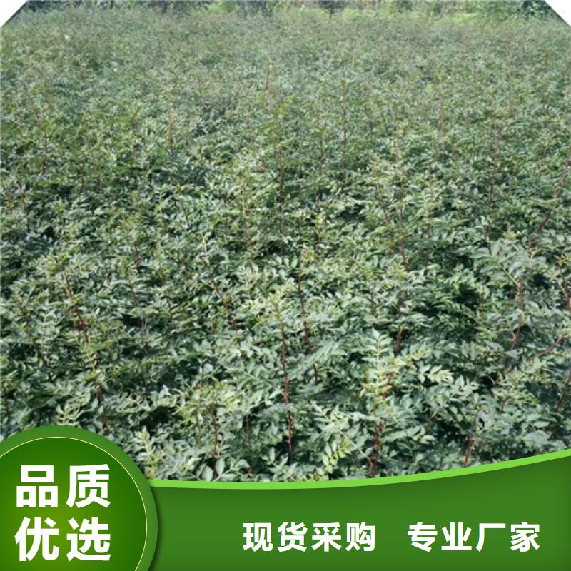 花椒苗李子苗廠家直銷供貨穩定