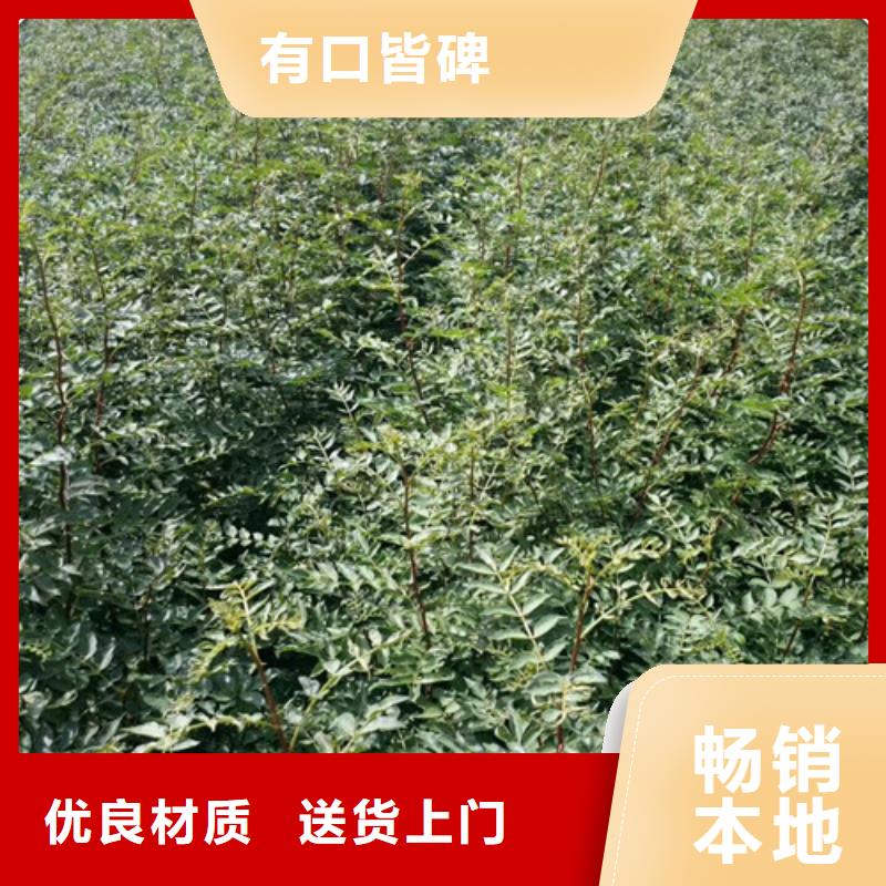 花椒苗桃樹苗免費詢價