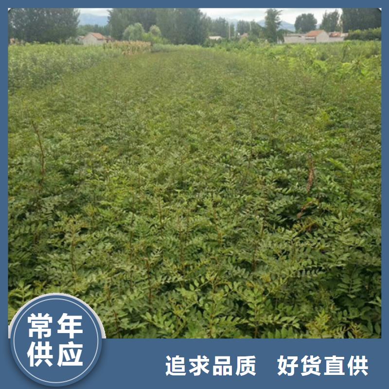 花椒苗【李子苗】精致工藝