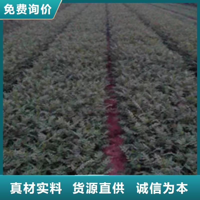 花椒苗【李子苗】精致工藝