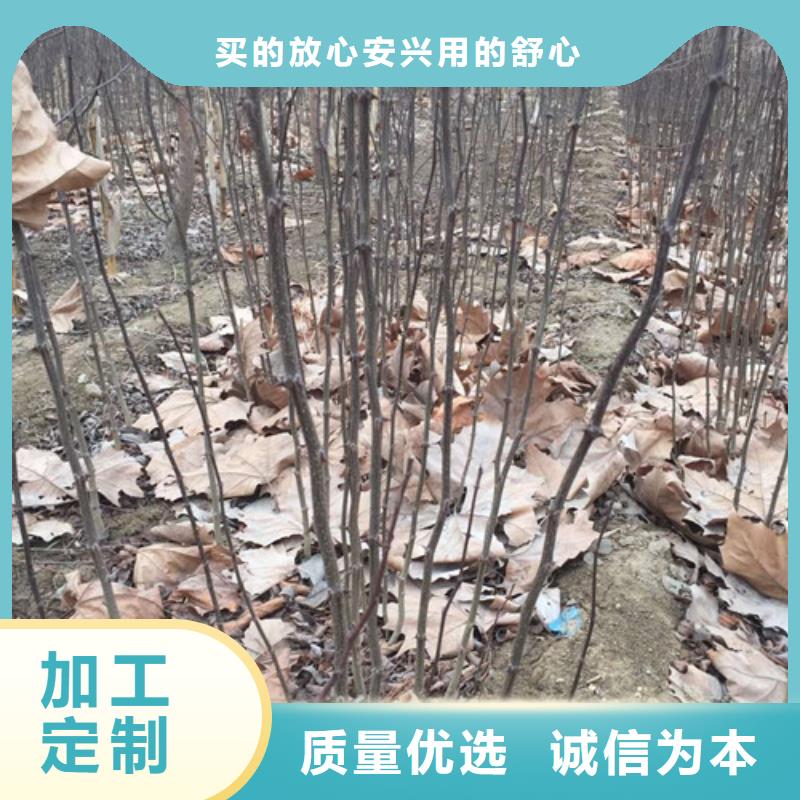 花椒苗核桃苗值得買