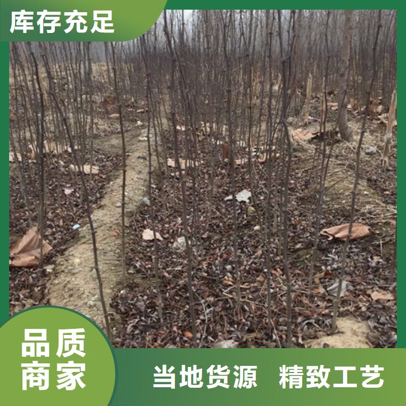 花椒苗梨樹(shù)苗廠家實(shí)力雄厚