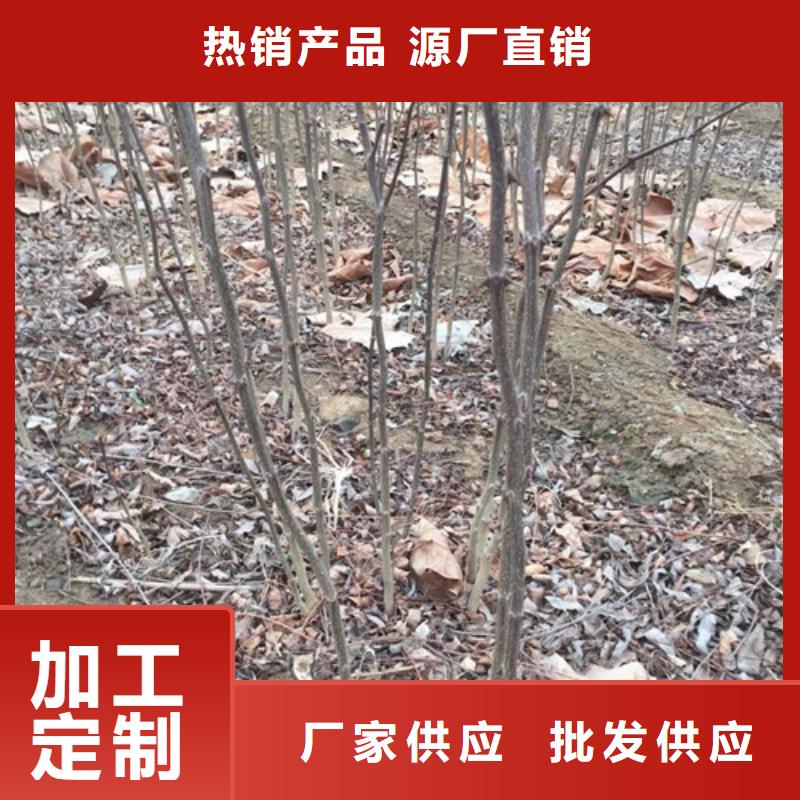花椒苗梨樹(shù)苗廠家實(shí)力雄厚