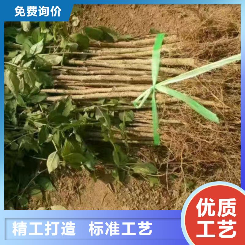 花椒苗核桃苗值得買