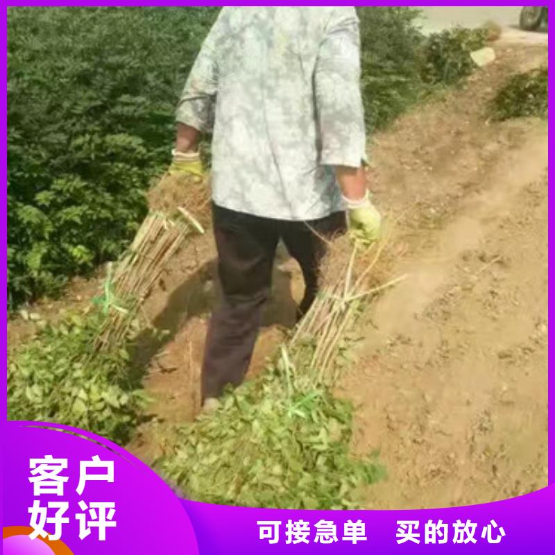 花椒苗【葡萄苗】好厂家有担当