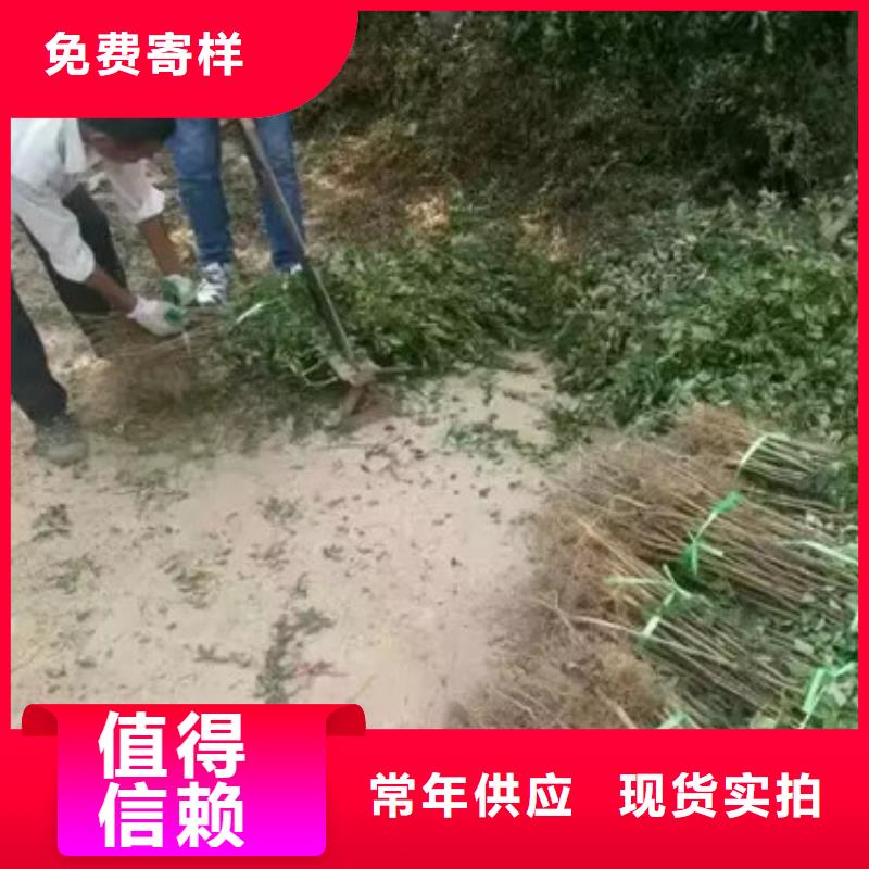 花椒苗【桃树苗】精致工艺