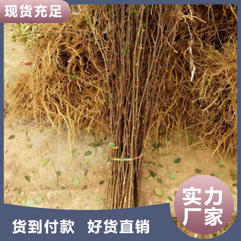 花椒苗【桃树苗】精致工艺