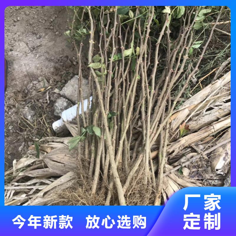 花椒苗苹果苗货源稳定