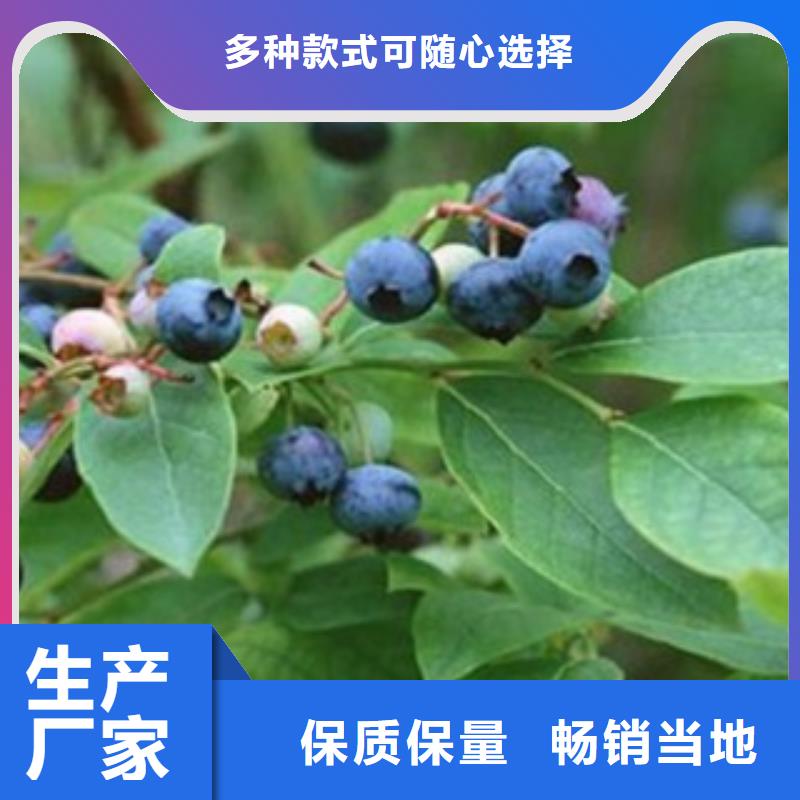 藍莓苗梨樹苗產品細節參數