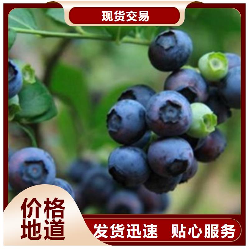 藍莓苗嚴格把關質量放心