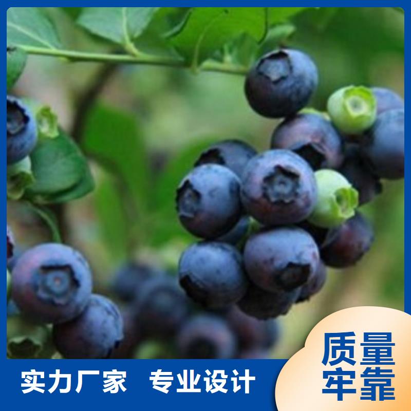 藍莓苗梨樹苗產品細節參數