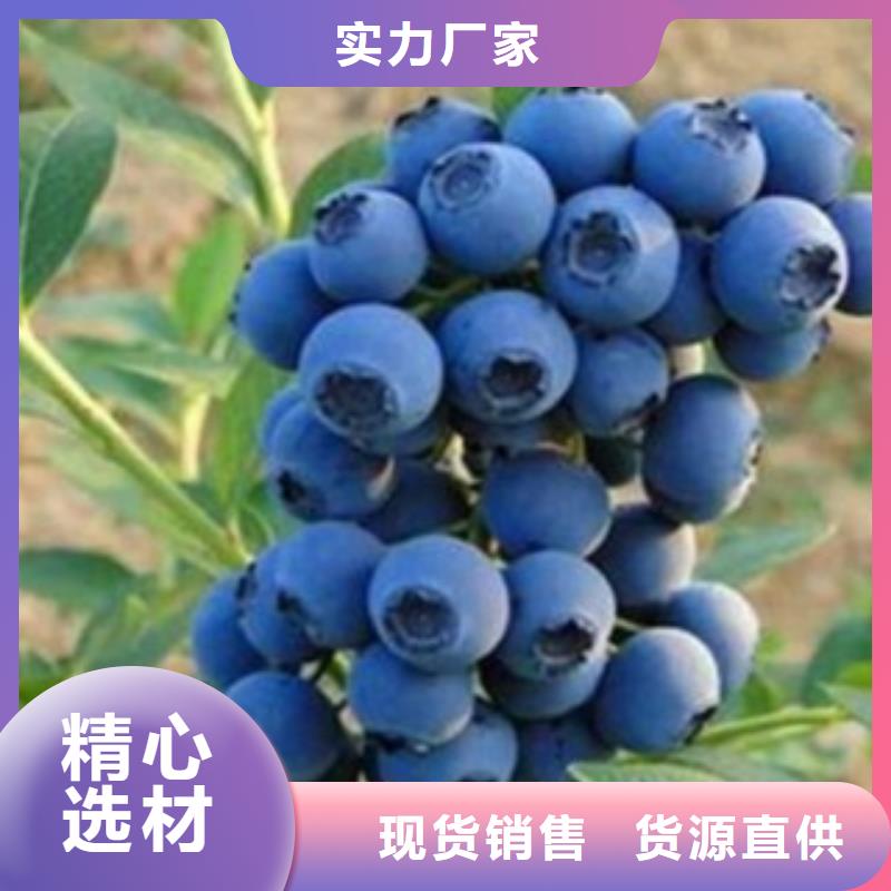藍莓苗嚴格把關質量放心