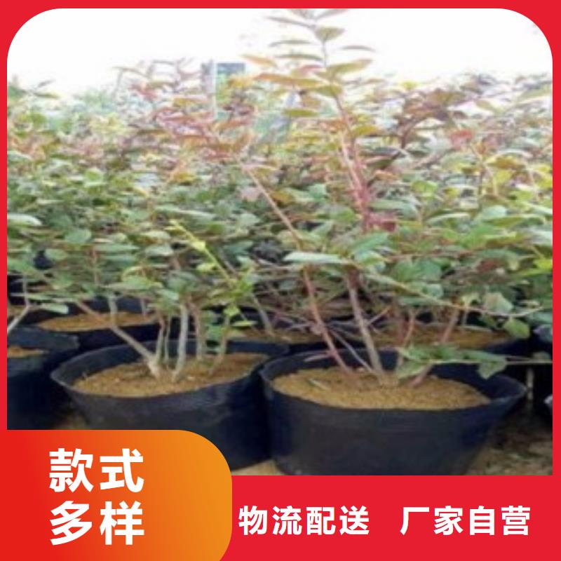 藍(lán)莓苗板栗苗生產(chǎn)廠家