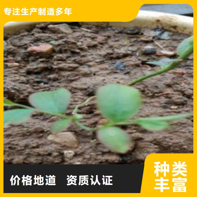 藍莓苗核桃苗用心制作