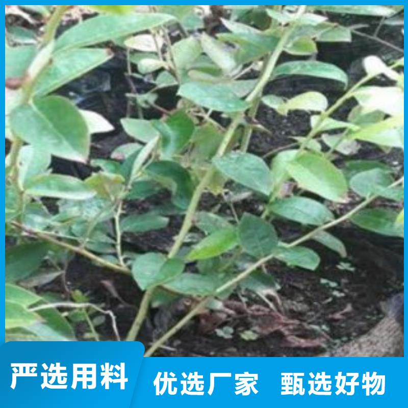 藍莓苗板栗苗生產廠家