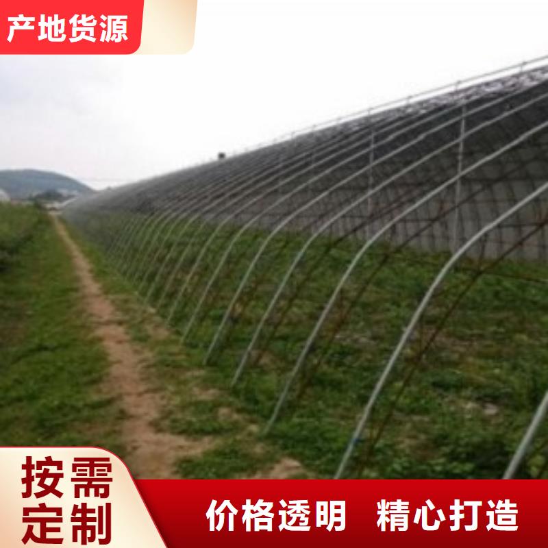 藍莓苗,花椒苗型號全價格低