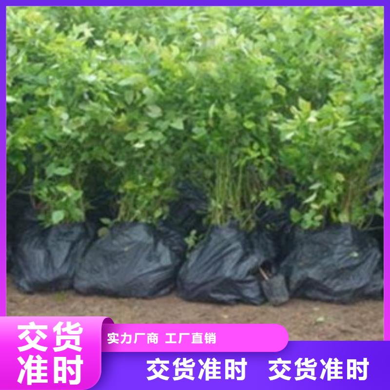 藍莓苗核桃苗用心制作