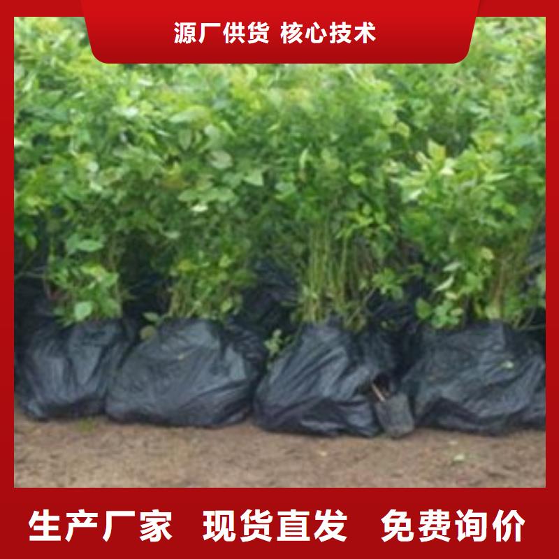 藍莓苗核桃苗用心制作
