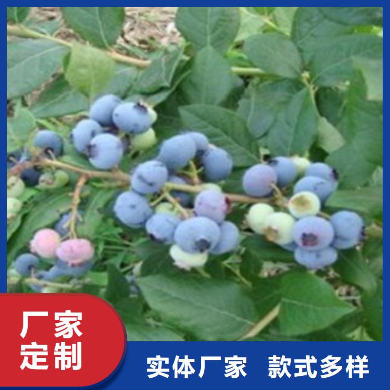 藍(lán)莓苗板栗苗生產(chǎn)廠家