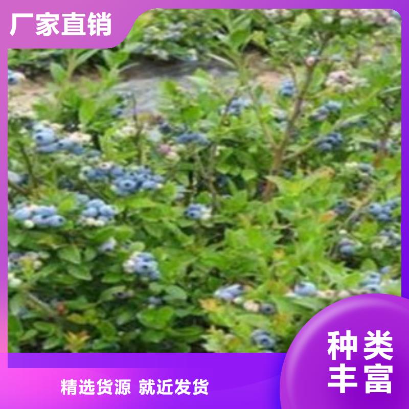 藍莓苗嚴格把關質量放心