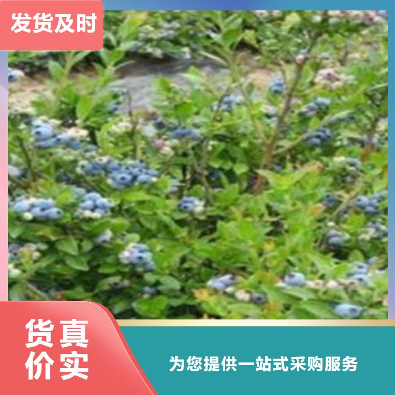 藍莓苗核桃苗用心制作