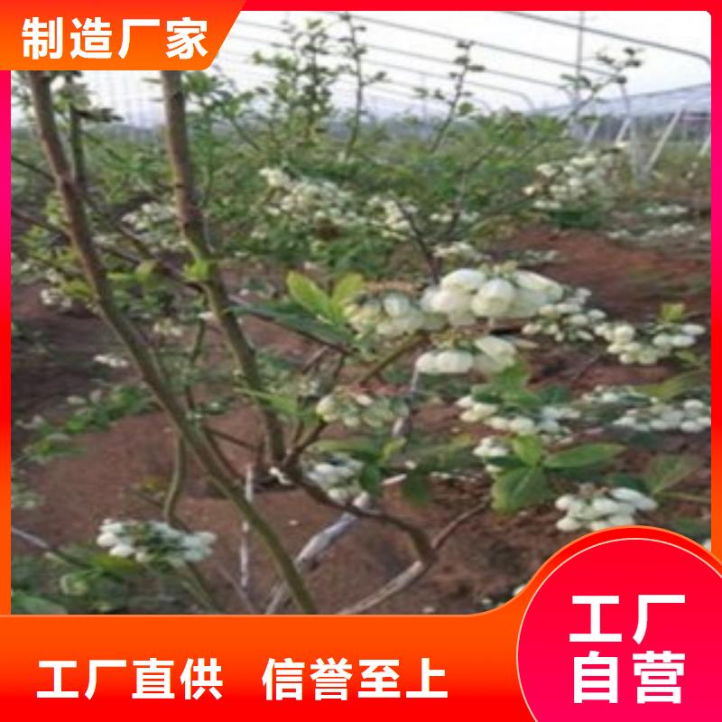 藍莓苗嚴格把關質量放心