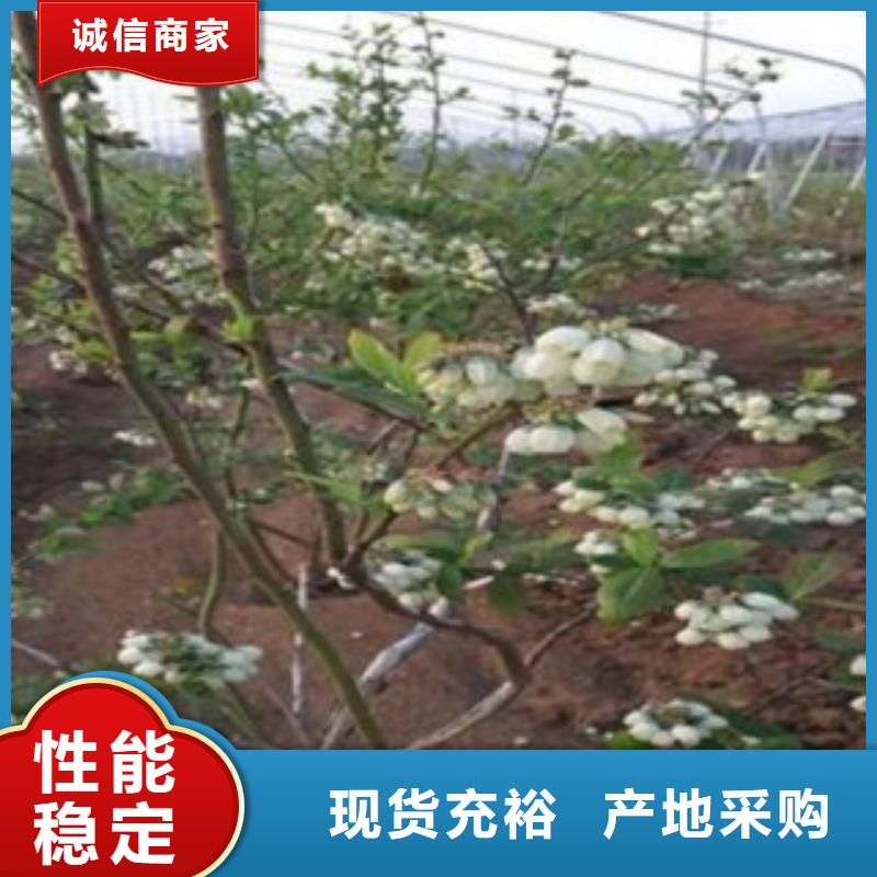 藍莓苗核桃苗用心制作