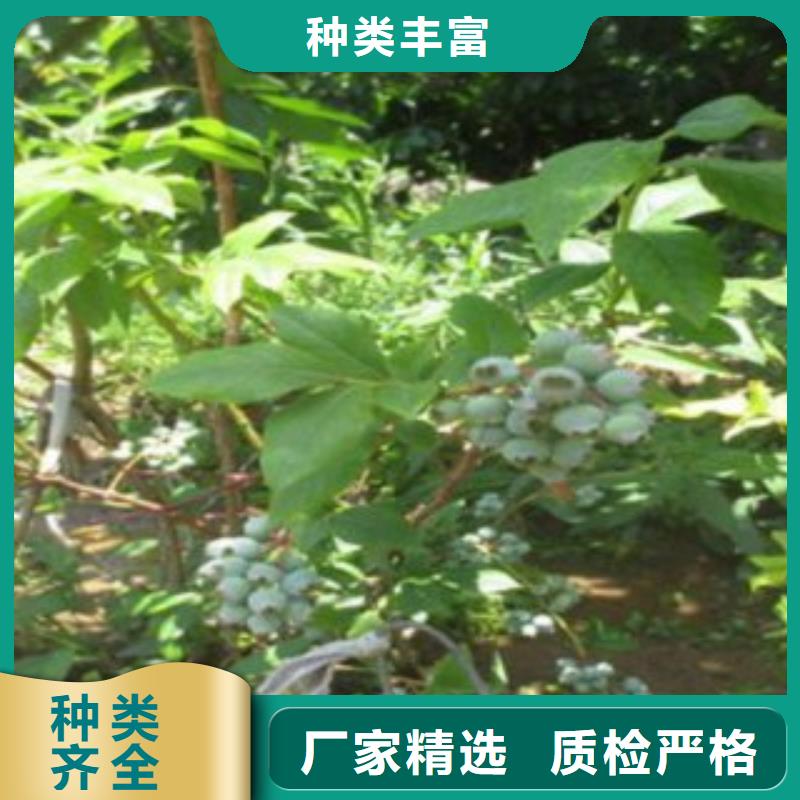藍莓苗核桃苗用心制作