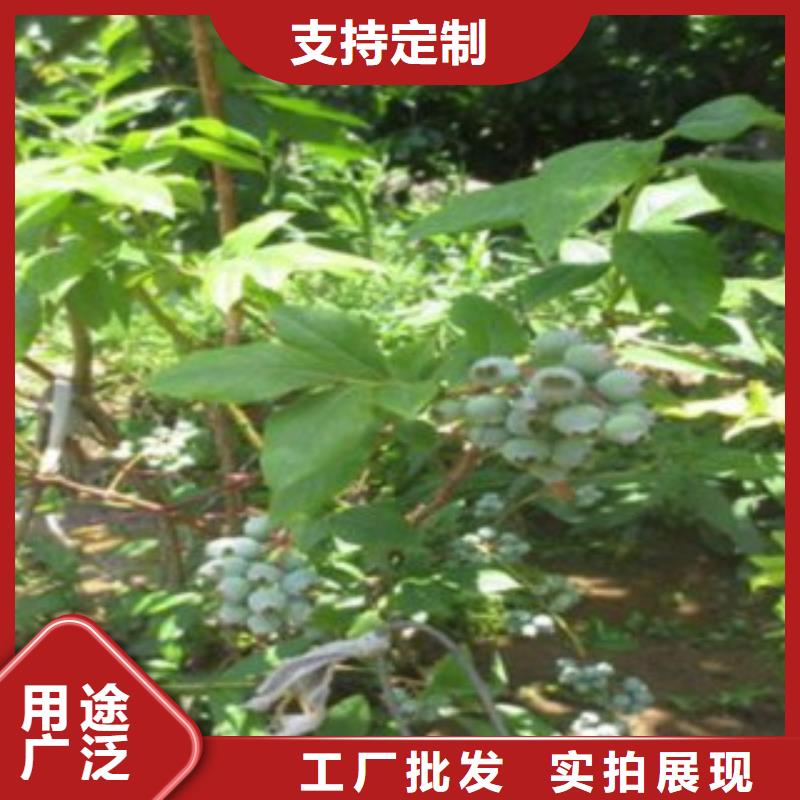 蓝莓苗李子苗随心所欲定制