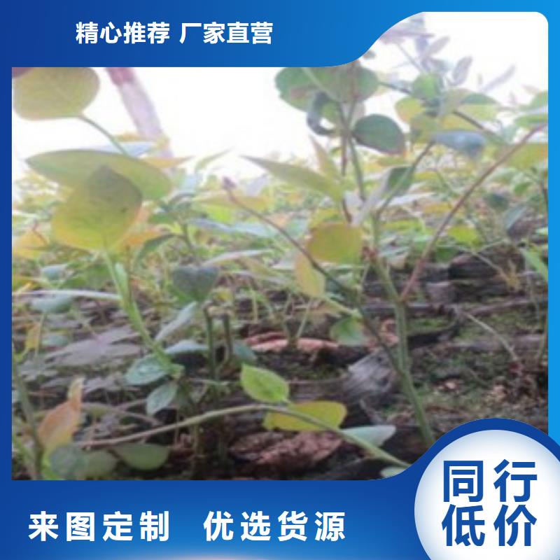 藍莓苗嚴格把關質量放心