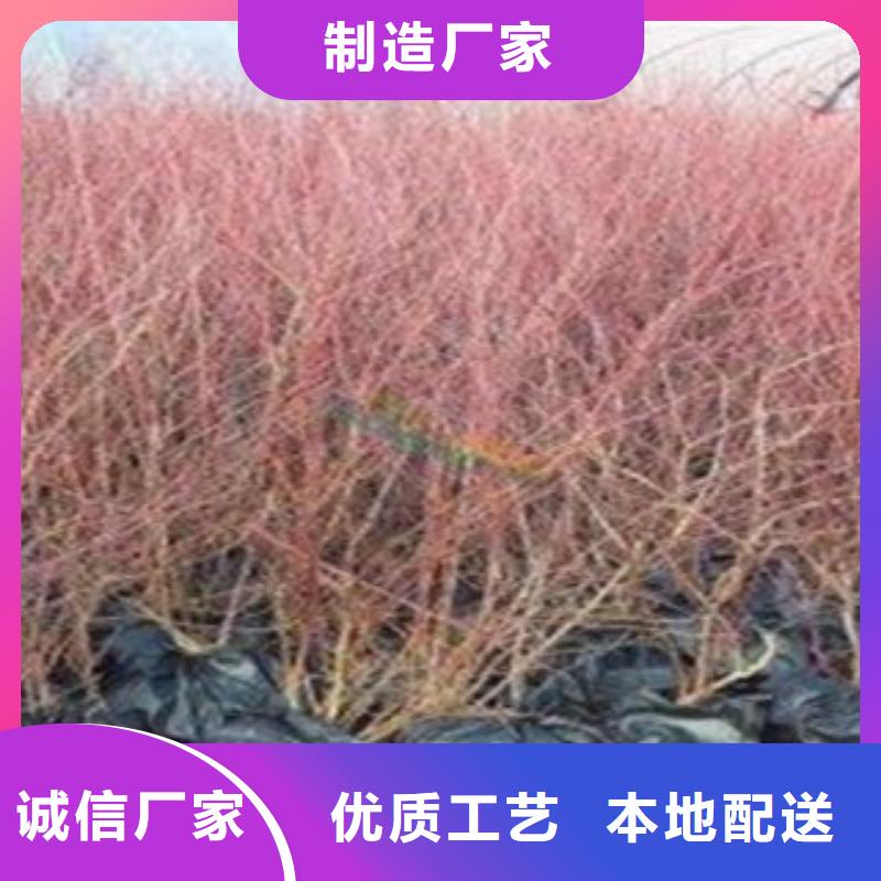 藍莓苗核桃苗用心制作
