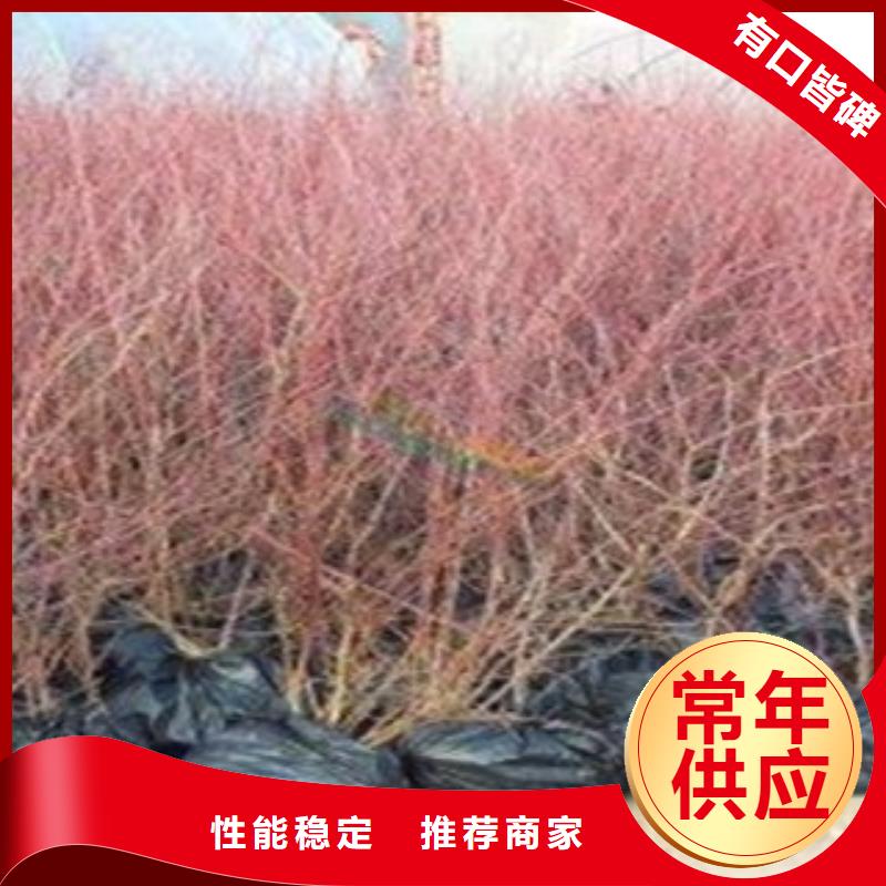 藍(lán)莓苗板栗苗生產(chǎn)廠家