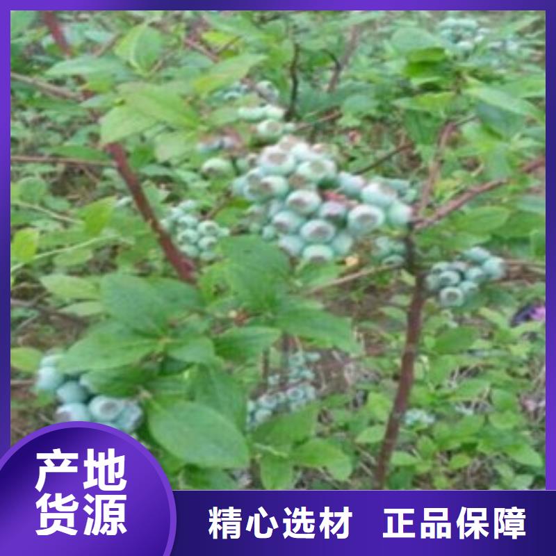 藍莓苗核桃苗用心制作