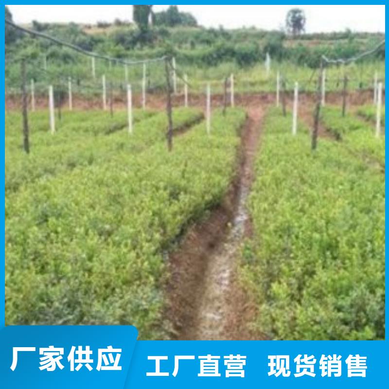 藍莓苗板栗苗生產廠家